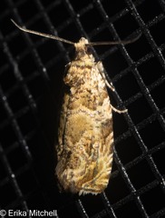 Olethreutes olivaceana