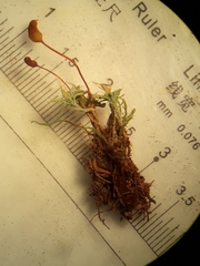 Philonotis scabrifolia