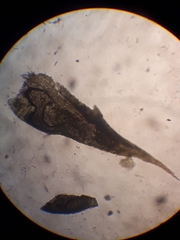 Philonotis scabrifolia
