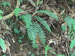 Polystichum formosanum