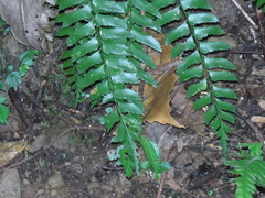 Polystichum formosanum