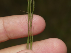 Aristida longespica