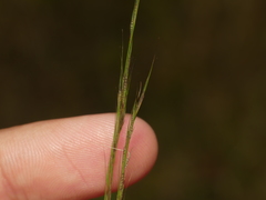 Aristida longespica