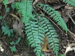 Polystichum formosanum