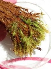 Bartramia mossmaniana