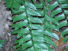 Polystichum formosanum