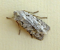 Lithophane ornitopus