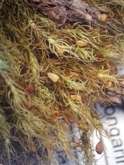 Bartramia mossmaniana