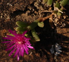 Delosperma lavisiae