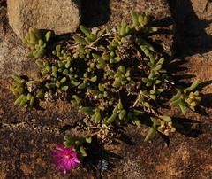 Delosperma lavisiae