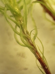 Bartramia mossmaniana