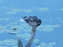Anas platyrhynchos