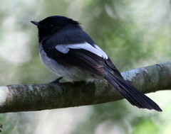 Trochocercus cyanomelas cyanomelas