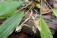 Stanhopea oculata