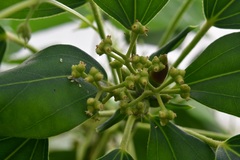 Oreopanax arcanus