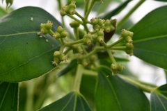 Oreopanax arcanus