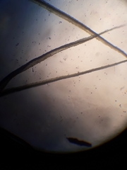 Bartramia mossmaniana