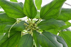 Oreopanax arcanus