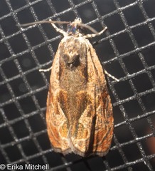 Olethreutes clavana