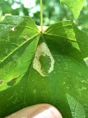 Phyllonorycter trinotella