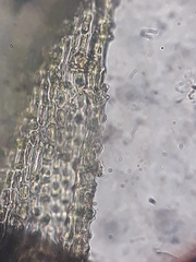 Bartramia mossmaniana