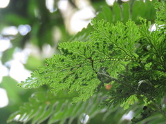 Selaginella involvens