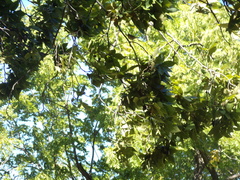 Setophaga castanea