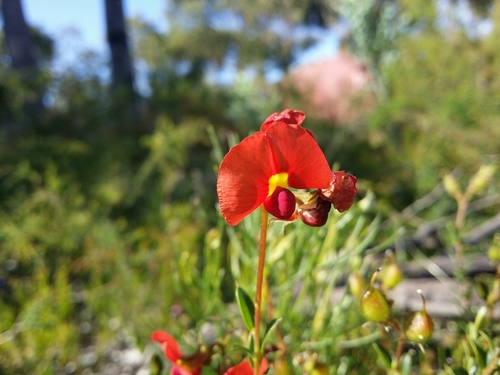 Image of Chorizema dicksonii by (c) Helium Luo, some rights reserved (CC BY)