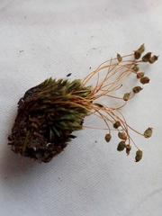 Conostomum pentastichum