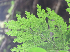 Selaginella involvens