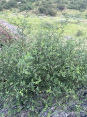 Bursera laxiflora