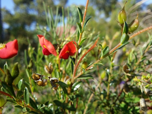 Image of Chorizema dicksonii by (c) Helium Luo, some rights reserved (CC BY)
