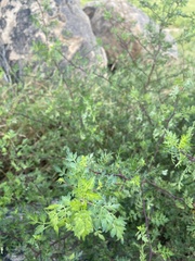 Bursera laxiflora