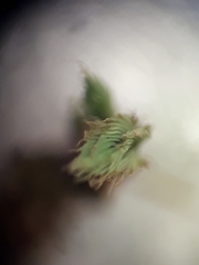 Conostomum pentastichum