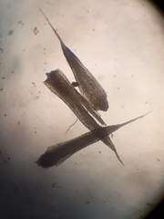 Conostomum pentastichum