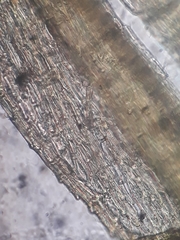 Conostomum pentastichum