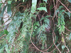Asplenium wilfordii