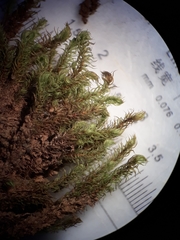 Philonotis pyriformis