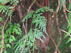 Asplenium wilfordii