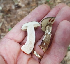 Tylopilus atronicotianus