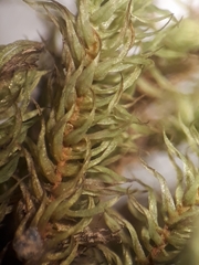 Philonotis pyriformis