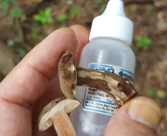 Tylopilus atronicotianus