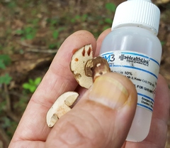 Tylopilus atronicotianus