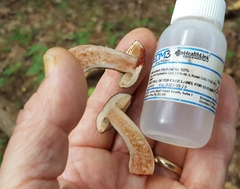 Tylopilus atronicotianus