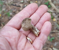 Tylopilus atronicotianus