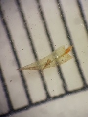 Philonotis pyriformis