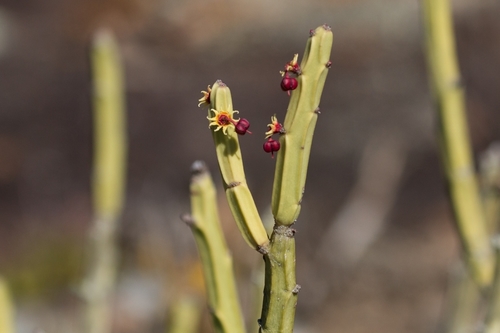 Euphorbia phosphorea
