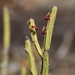 Euphorbia phosphorea - Photo (c) Ronaldo Garcia, some rights reserved (CC BY-NC), uploaded by Ronaldo Garcia