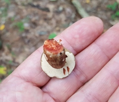 Tylopilus atronicotianus