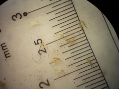 Philonotis pyriformis